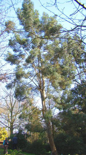 Alpin cider-eukalyptus. Eucalyptus archeri. Træ.