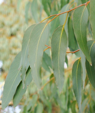 Voksenblade. Alpin eukalyptus ssp. delegatensis. Kew Garden, England. 2009.