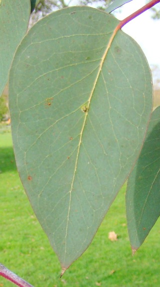 Ungdomsblad. Kew Garden, England. 2009. Alpin eukalyptus. Eucalyptus delegatensis ssp. tasmaniensis