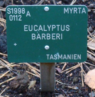 Barbers eukalyptus navneskilt i Botanisk Have i københavn. Eucalyptus barberi 2009