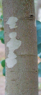 Dalrymple-eukalyptus  Eucalyptus dalrympleana Bark