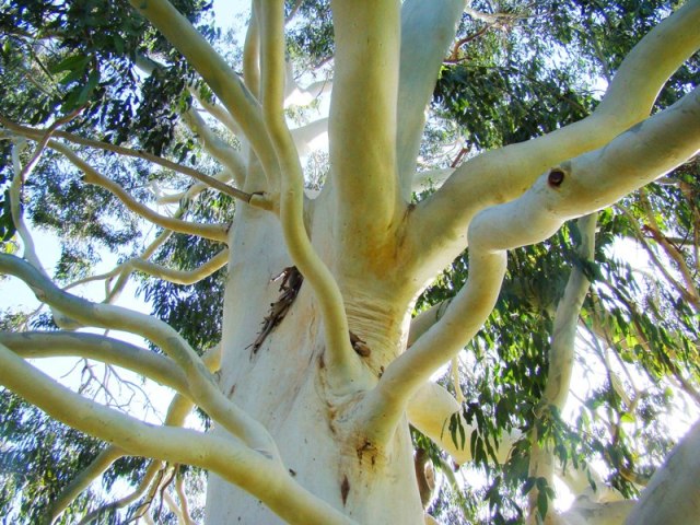 Bjerg-eukalyptus. Eucalyptus dalrympleana. Bark. Kew Gardens