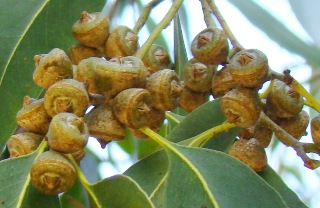 Bjerg-eukalyptus. Eucalyptus dalrympleana. Frugter