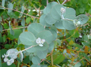 Gunni-eukalyptus. Eucalyptus gunnii ssp. divaricata. Ungdomsblade. Holland. 2009