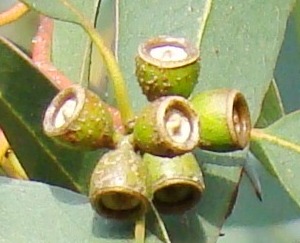 Gunni-eukalyptus. Eucalyptus gunnii. Frugter 2