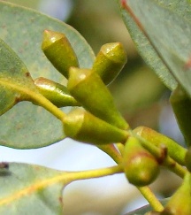 Gunni-eukalptus, Eucalyptus gunnii