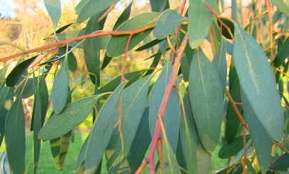 Gunni-eukalyptus  Eucalyptus gunnii Kiel Botanisk Have