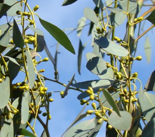 Gunni-eukalyptus  Eucalyptus gunnii Nybøl