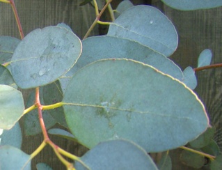 Overgangsblade gunni-eukalyptus Eucalyptus gunnii Nybøl