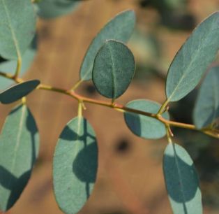 Gunni-eukalyptus i Tørsbøl. Eucalyptus gunnii. Overgangsblade