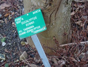 Gunnieukalyptus  Eucalyptus gunniii Navneskilt Bark