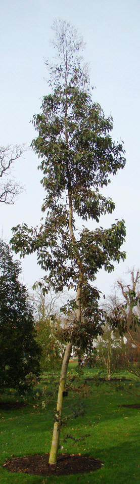Gunnieukalyptus. Eucalyptus gunnii. Træ. Kew. 2009