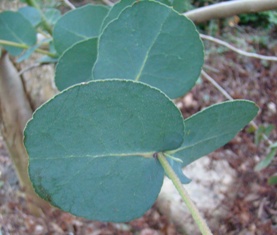 Gunnieukalyptus  Eucalyptus gunnii Ungdomsblade