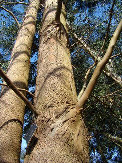 Gunni-eukalyptus. Bark. Wisley Garden. Eucalyptus gunnii