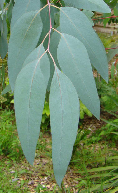 Rød eukalyptus. Eucalyptus rubida. Fanø. Voksenblade. 2009