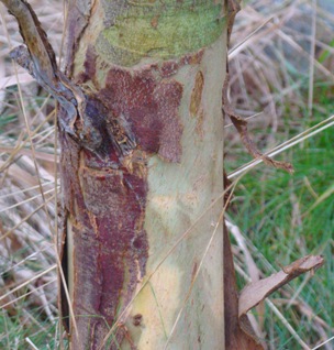 Skinnende eukalyptus  Eucalyptus nitens