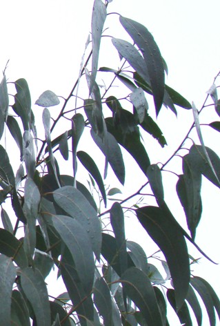 Skinnende eukalyptus  Eucalyptus nitens voksenblade