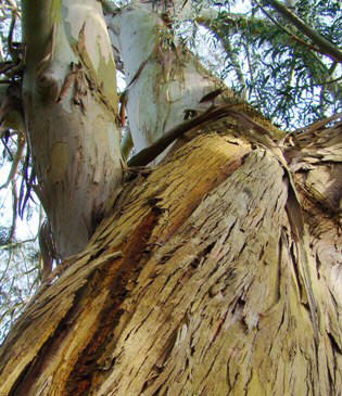 Småbladet eukalyptus. Eucalyptus parvula. Bark. Kew Garden i England. 2009