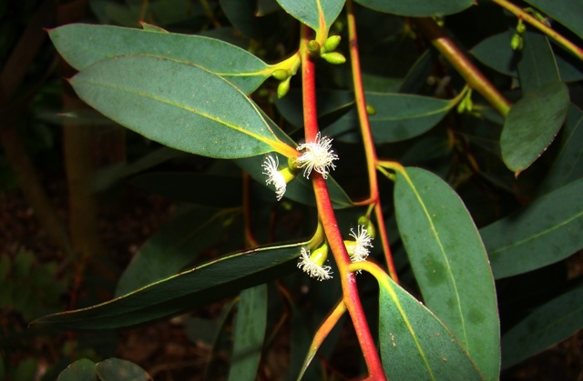 Småbladet eukalyptus blomstrer. Eucalyptus parvula flowering. www.dendrologi.dk. Martin Reimers.