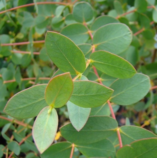 Småbladet eukalyptus. Eucalyptus parvula. Holland 2009. Ungdomsblade