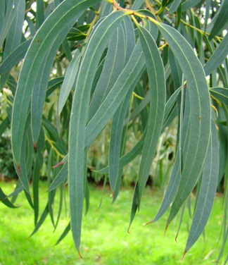 Småbladet eukalyptus. Eucalyptus parvula. England, Kew Garden. 2009.