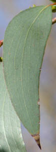 Sne-eukalyptus. Blad. Eucalyptus pauciflora ssp. niphophila. Kew Garden