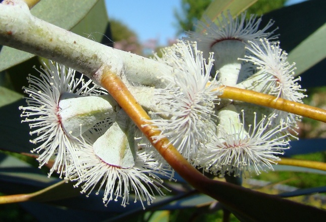 Blomster hos Eucalyptus pauciflora debeuzevillei. Sne-eukalyptus. Sønderborg 2009
