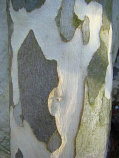 Sne-eukalyptus. Bark. Eucalyptus pauciflora ssp. debeuzevillei. Wisley Garden