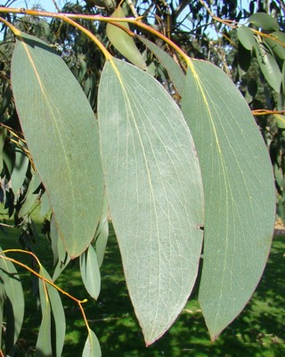 Sne-eukalyptus. Voksenblade. Eucalyptus pauciflora ssp. debeuzevillei. Wisley Garden