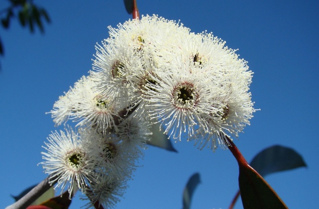 Blomster hos sne-eukalyptus. Eucalyptus pauciflora debeuzevillei. Sønderborg. 2009.