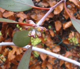 Sne-eukalyptus. Knopper. Eucalyptus pauciflora ssp. debeuzevillei. Sonderborg