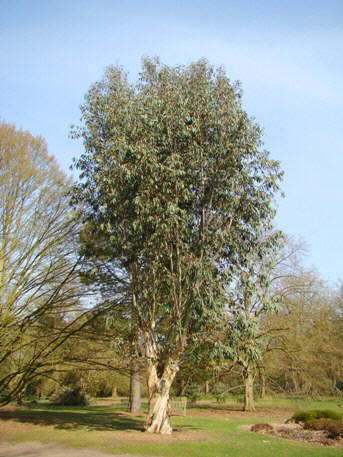 Sne-eukalyptus. Traer. Eucalyptus pauciflora ssp. debeuzevillei. Wisley Garden