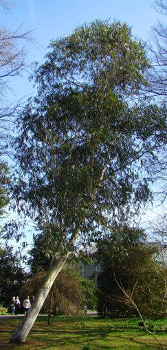 Sne-eukalyptus. Trae. Eucalyptus pauciflora ssp. niphophila. Kew Garden