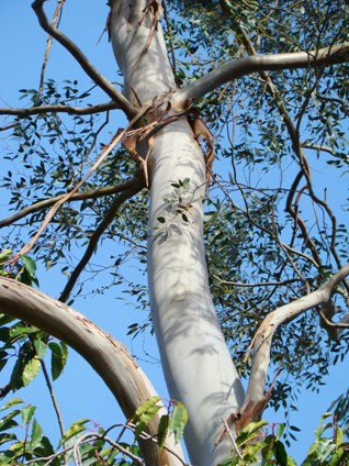 Bark. Tasmansk sne-eukalyptus. Eucalyptus coccifera. Kew Garden, England. 2009.