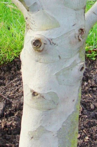 Bark på ungt træ i Kew Garden, England 2009. Tasmansk sne-eukalyptus. Eucalyptus coccifera