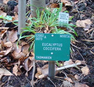 Tasmansk sne-eukalyptus  Eucalyptus coccifera Botanisk Have i København