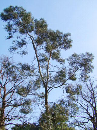 Træ i Kew Garden af tasmansk sne-eukalyptus. Eucalyptus coccifera. 2009.