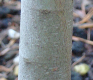 Tasmansk sne-eukalyptus  Eucalyptus coccifera Botanisk Have i København