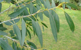 Bark på yngre træ i Kew Garden, England. 2009. Tasmansk sne-eukalyptus. Eucalyptus coccifera.