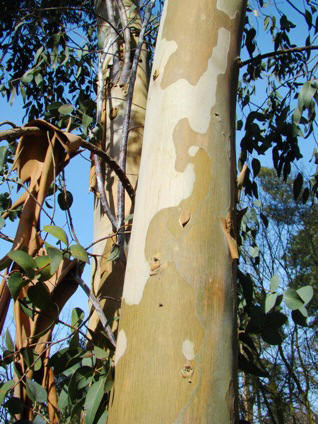 Bark. Urne-eukalyptus. Eucalyptus urnigera. Wisley Garden, England. 2009.
