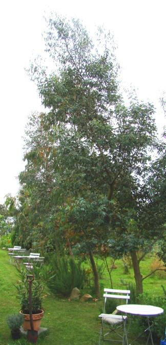 Alpin sne-eukalyptus. Eucalyptus archeri