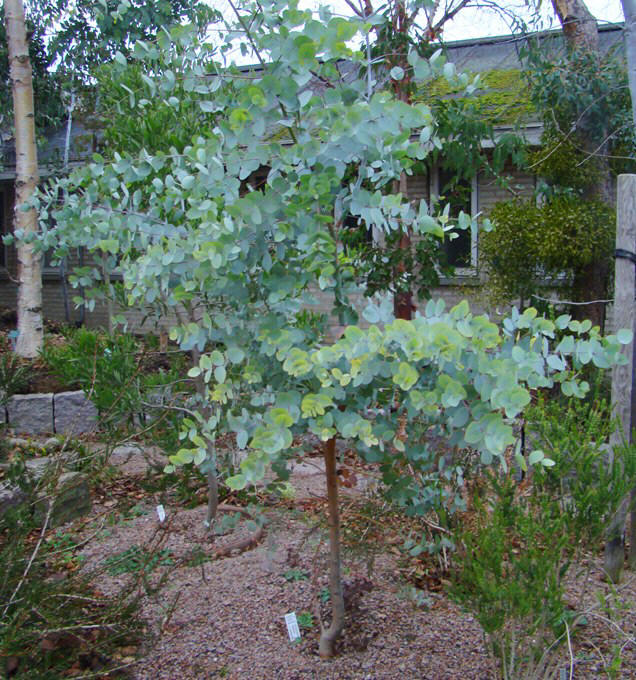 Rød eukalyptus  Eucalyptus rubida Botanisk Have
