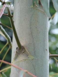 Ukendt eukalyptus  Eukalyptus sp.