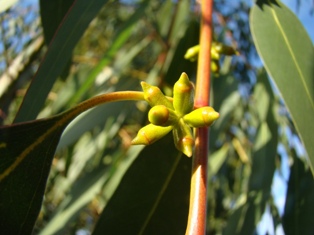 Ukendt eukalyptus  Eucalyptus sp.
