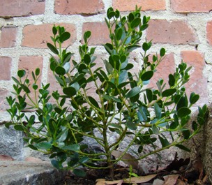 Dværg-eukalyptus. Eucalyptus vernicosa. Graasten. 2009.