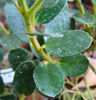 Dværg-eukalyptus. Eucalyptus vernicosa. Nærbillede af blade. Gråsten. 2009