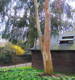 Febertræ. Eucalyptus globulus. Bark.  Hyde Park. 2009