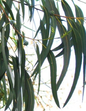 Febertræ. Eucalyptus globulus. Voksenblade. Hyde Park. England. 2009