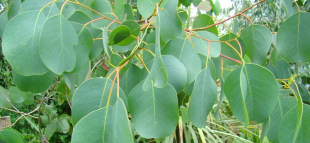 Kamfer-eukalyptus. Eucalyptus camphora. Grene og blade. Fanø. 2009