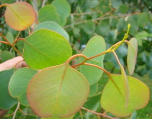 Kamfer-eukalyptus. Eucalyptus camphora. Røde nye blade. Fanø. 2009